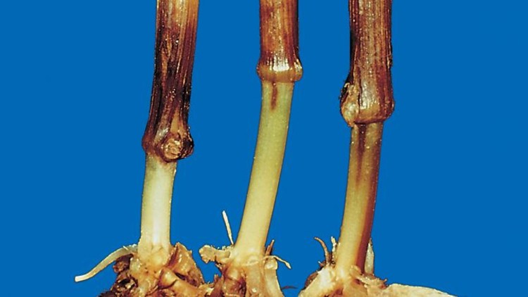 Гниль фузаріозна коренева